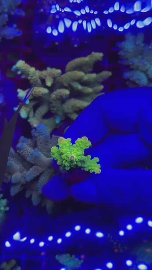 Acropora divaricata mango