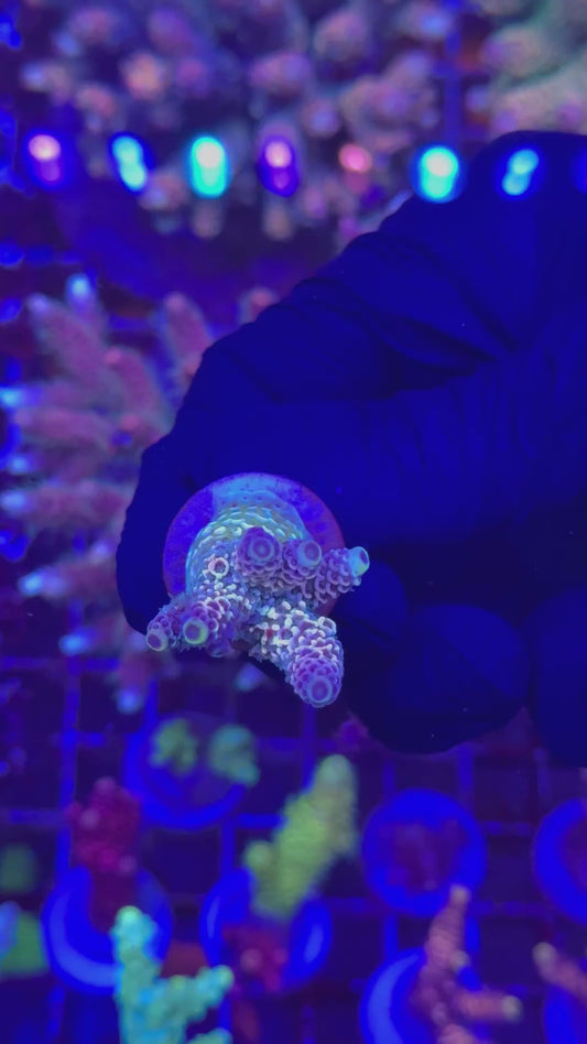 Rainbow milly frag (Acropora millepora)
