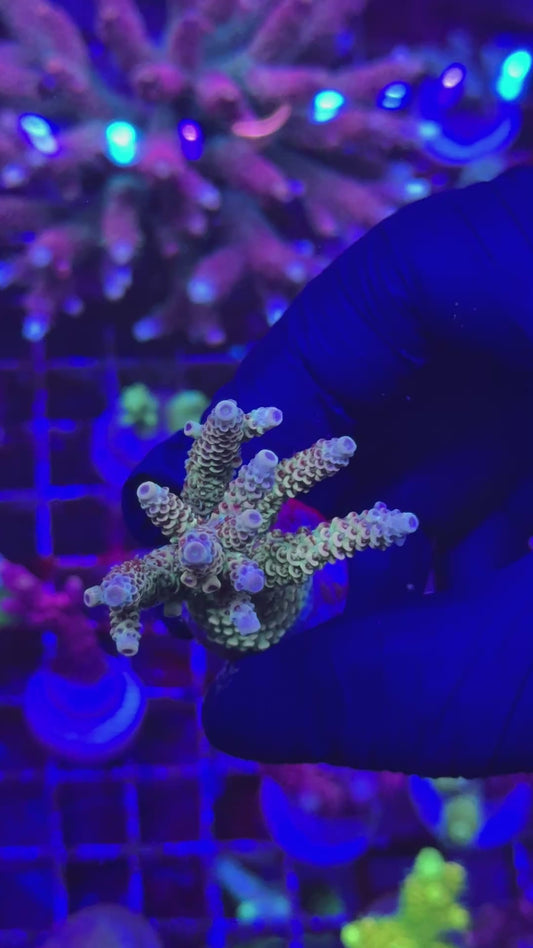 Yellow hyaci frag (Acropora hyacinthus)