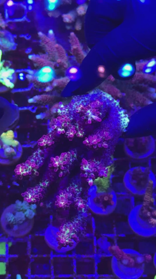 Aussie strawberry shortcake Colony (Acropora microclados)