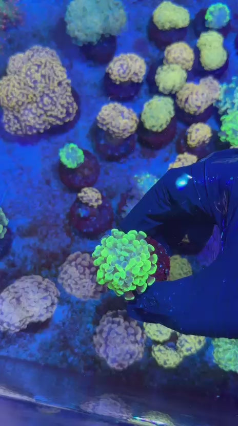 Blotchy hammer (Euphyllia paraancora)