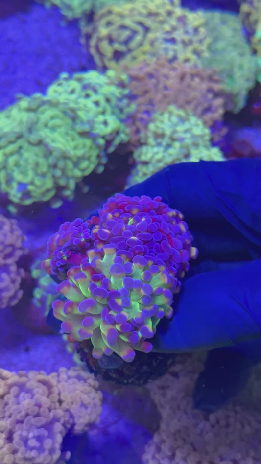 Orange hologram hammer (Euphyllia paraancora)