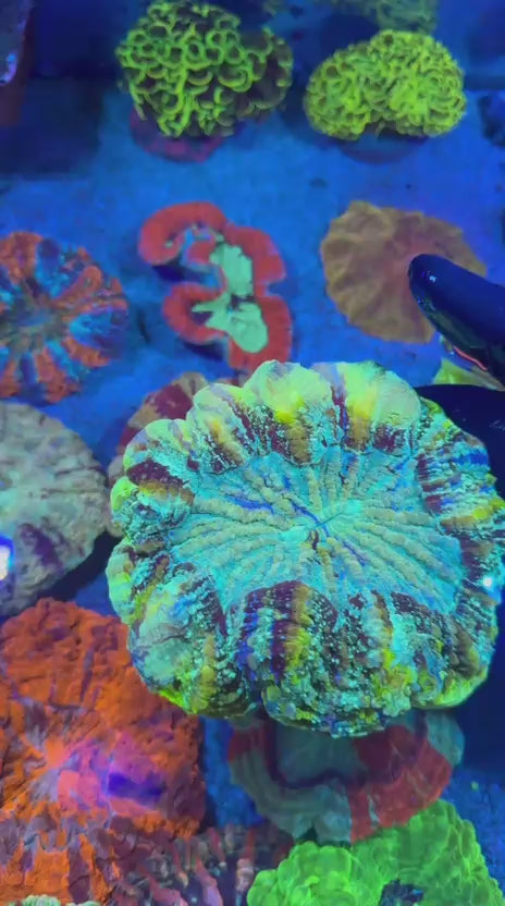 Rainbow Galaxy Acantho (Acanthophyllia deshayesiana)