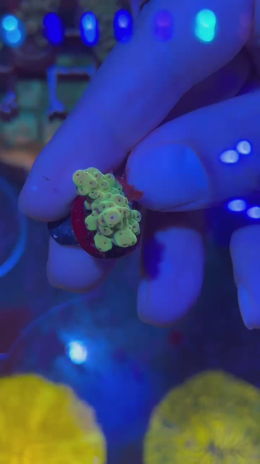 Pearl acro ( Acropora sp. )