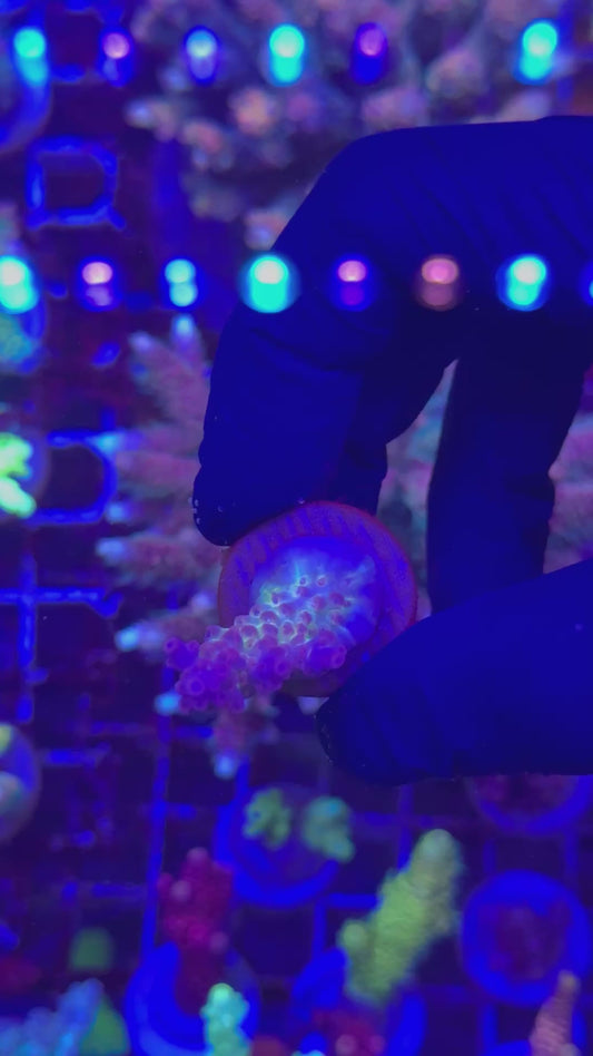 Rainbow Aussie anthocercis (Acropora anthocercis)