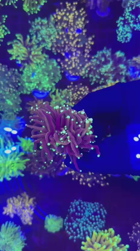 Indo gold torch (Euphyllia glabrescens)