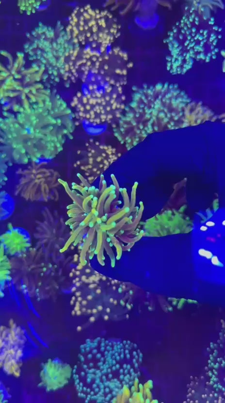 Mystic torch (Euphyllia glabrescens)
