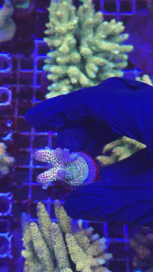 Magicland milly frag (Acropora millepora)