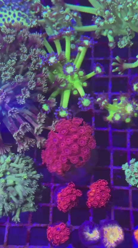 Super red Goni (Goniopora sp.)