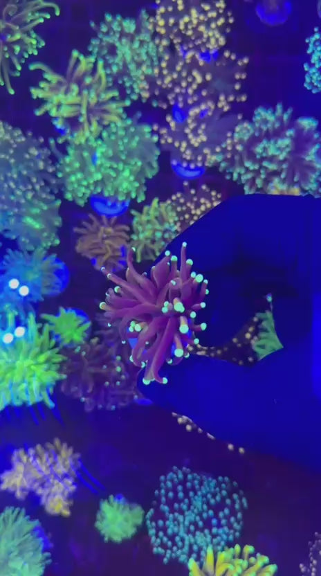 Indo gold torch (Euphyllia glabrescens)