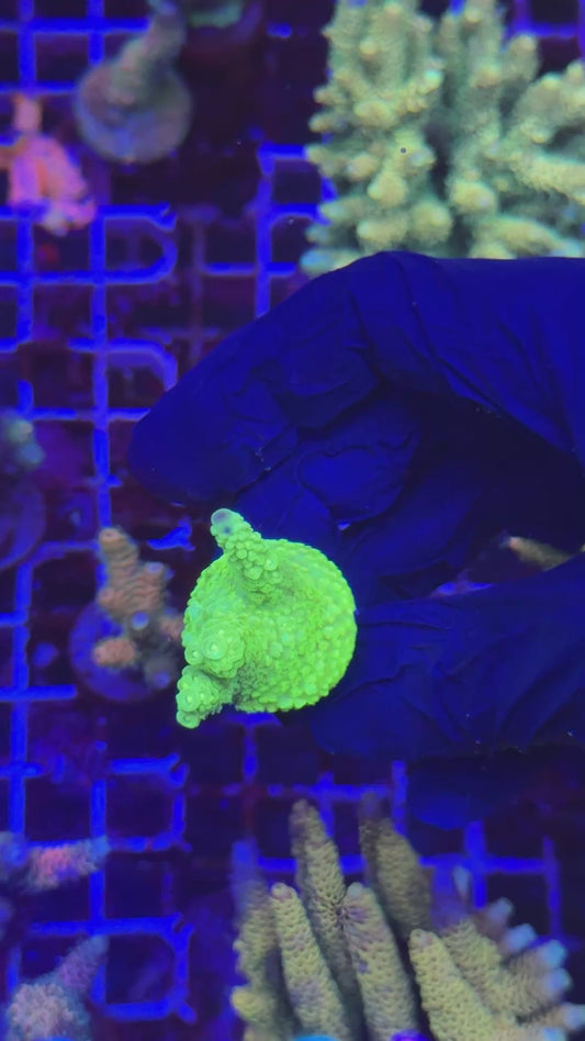Goblin Florida frag (Acropora florida)
