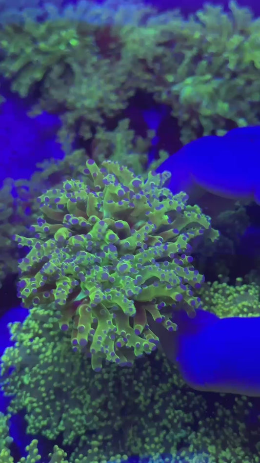 Purple dots frogspawn ( Euphyllia paradivisa )