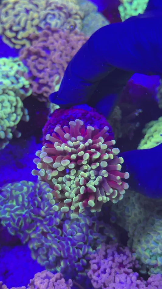 Gold hammer ( Euphyllia paraancora )