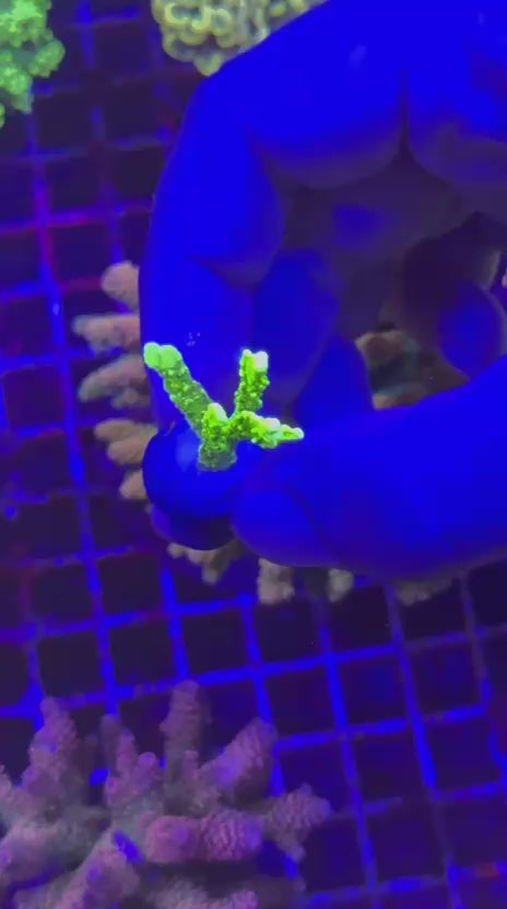 Montipora stellata acid green