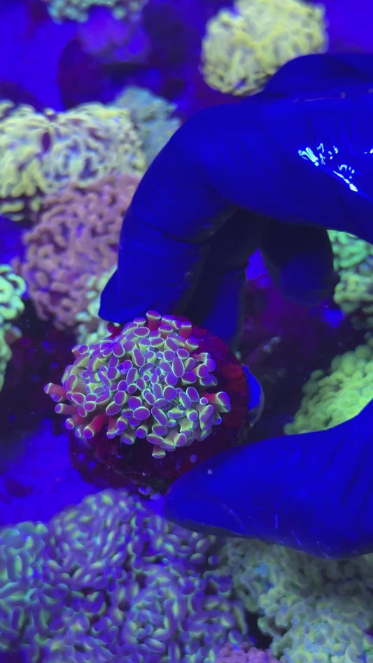 Hologram paraancora ( Euphyllia paraancora )