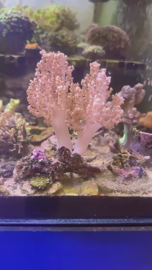 Pink Sinularia