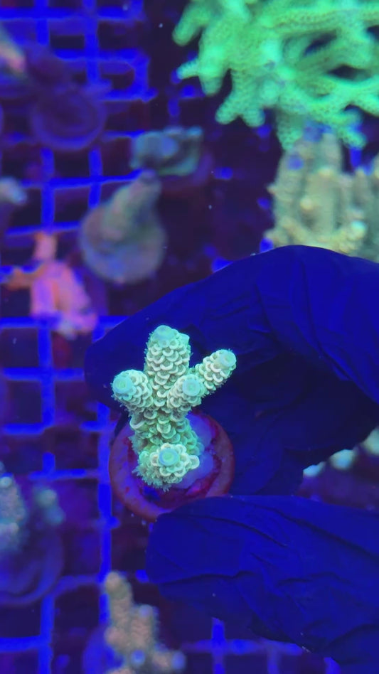 Orange Green tenuis frag (Acropora tenuis)