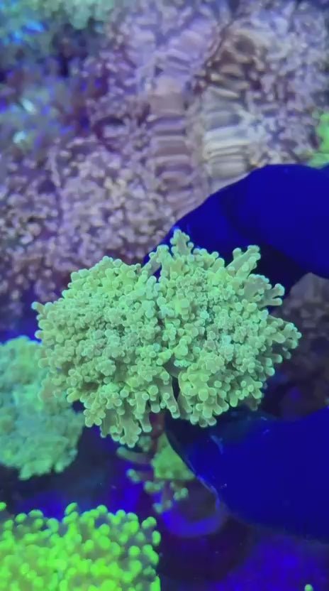 Stranger para (Euphyllia paradivisa)