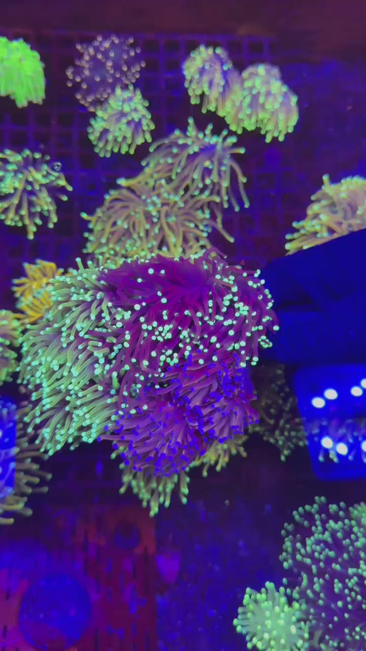 Torch Garden (Euphyllia glabrescens)
