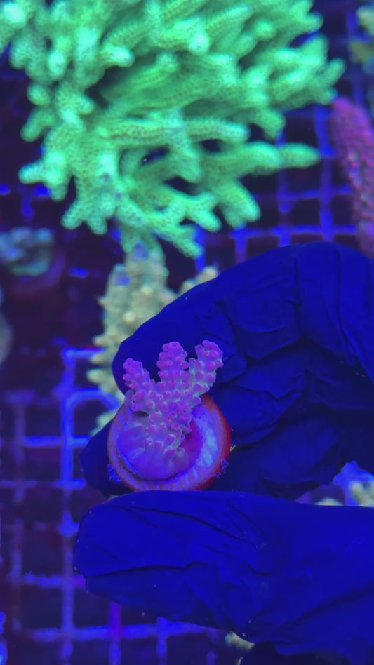 Aussie Rainbow antho frag (Acropora anthocercis)