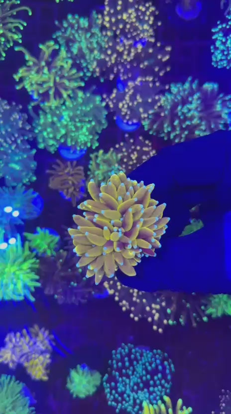 Yellow Banana torch (Euphyllia glabrescens)