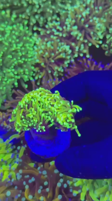 Super Hellfire noodle Torch (Euphyllia glabrescens)