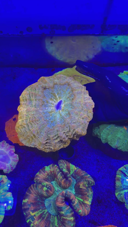 Master grade Gold Acanthophyllia
