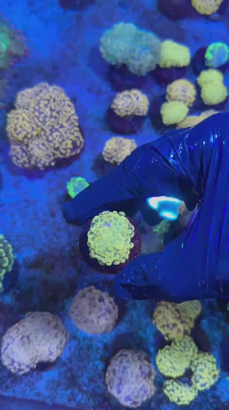 Gold venus hammer (Euphyllia paraancora)