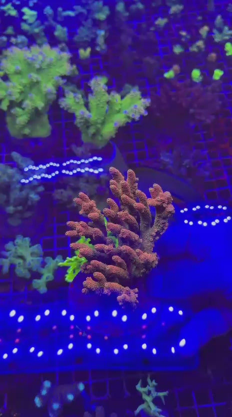 Acropora millepora colony orange sunset