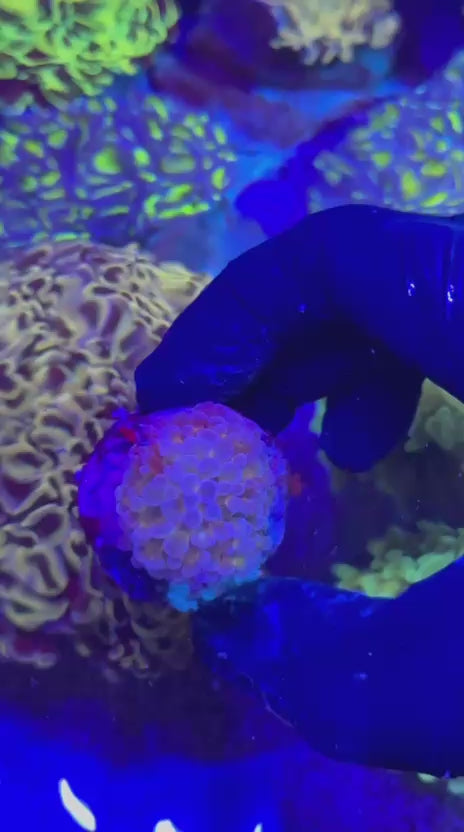 Violet Hammer (Euphyllia paraancora)