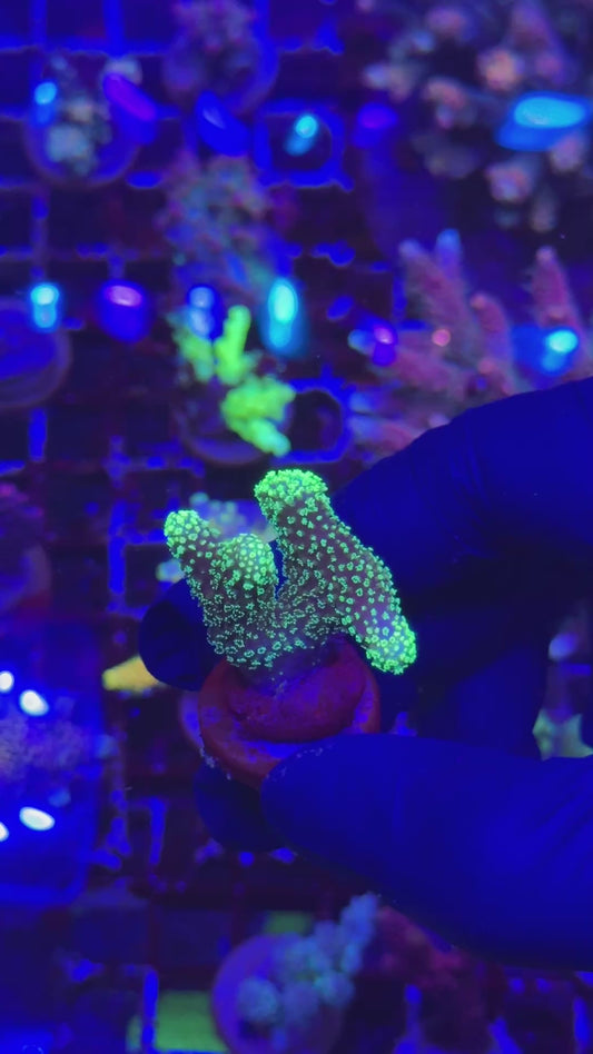 Toxic Green Stylophora pistillata