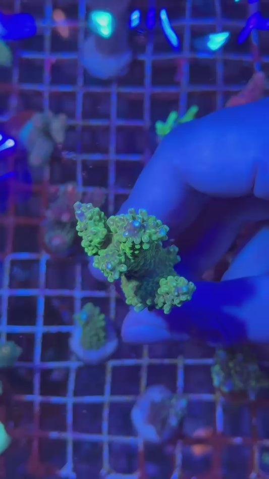 Mango divaricata ( Acropora divaricata )