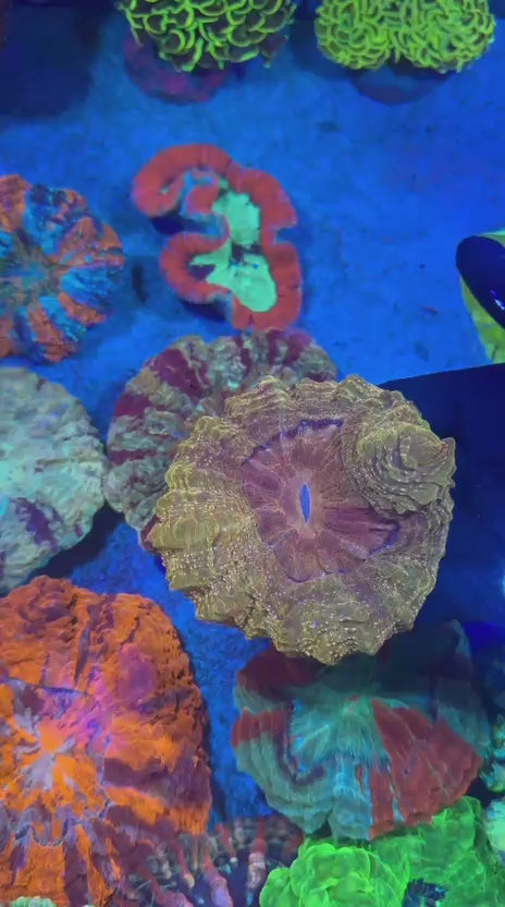 Orange Pink Spotted Acantho (Acanthophyllia deshayesiana)