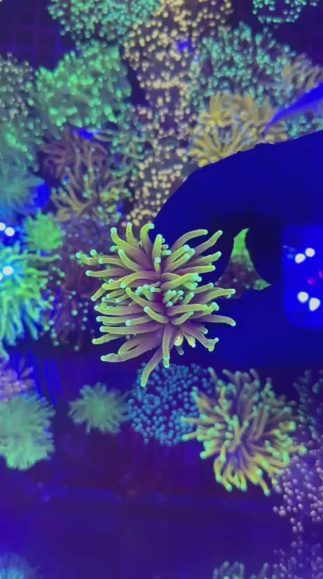 Jester torch (Euphyllia glabrescens)
