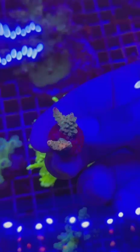 Combo Acropora divaricata sour pacth & hyacinthus orange