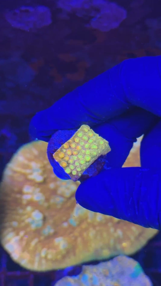 Rare tricolor cyphastrea ( Cyphastrea spp. )