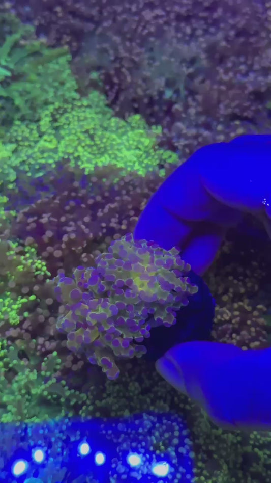 Frogspawn eclipse ( Euphyllia paradivisa )