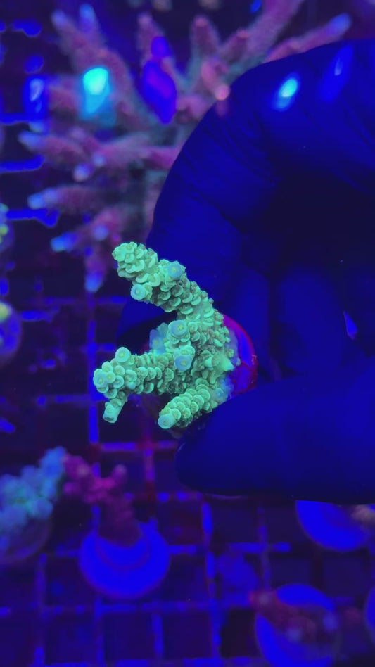 Greenland Tenuis frag (Acropora tenuis)