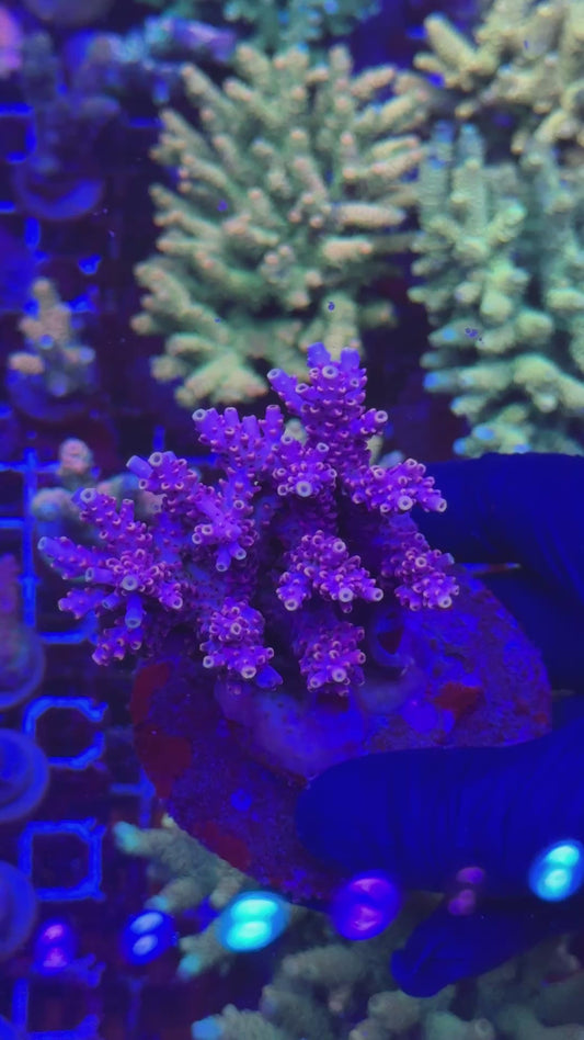 Bali shortcake colony (Acropora cytherea)
