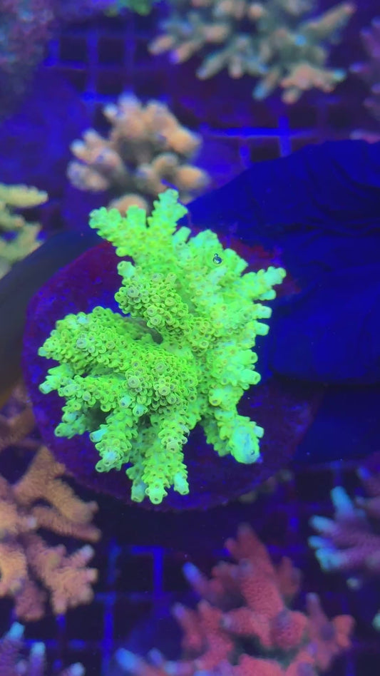 CG Lemonade colony (Acropora microclados)