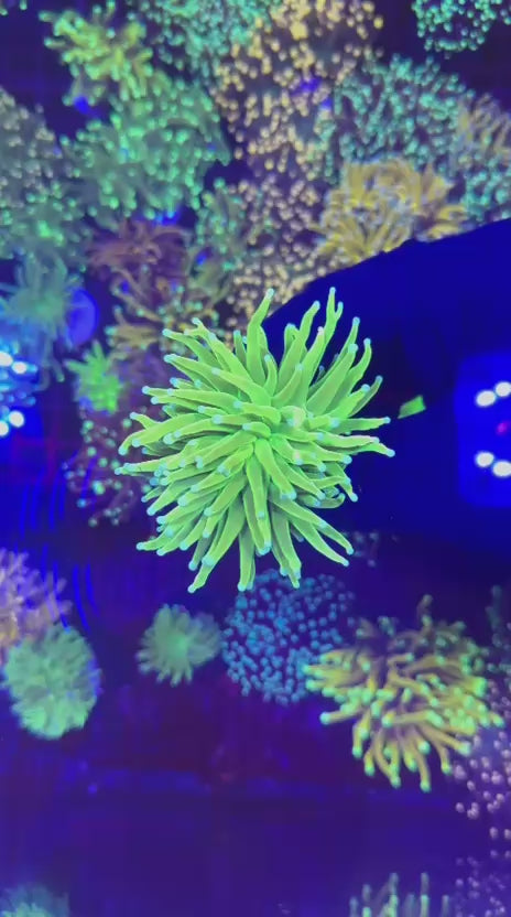 Holy Grail torch (Euphyllia glabrescens)