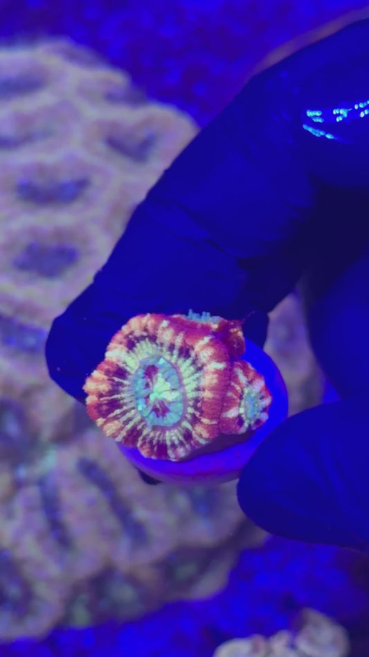 Rainbow Acans (Acanthastrea lordhowensis)