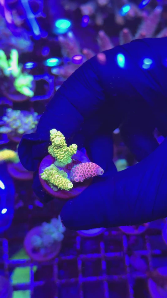 Combo milly Frag (Acropora millepora)