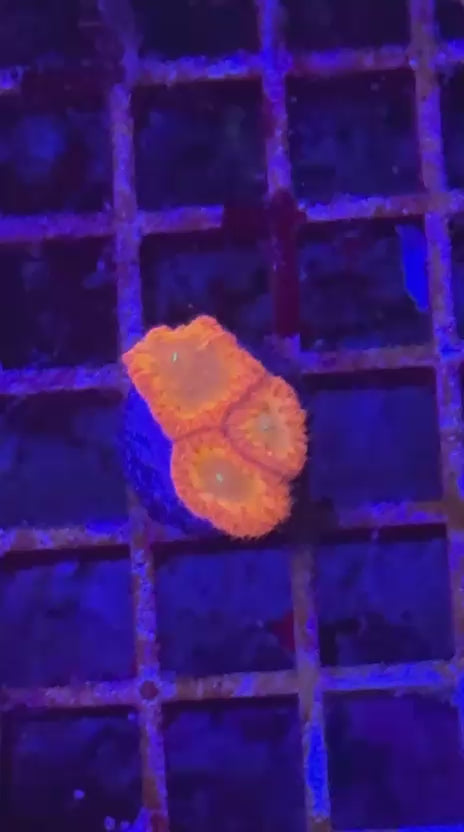Iron man blasto (Blastomussa wellsi)