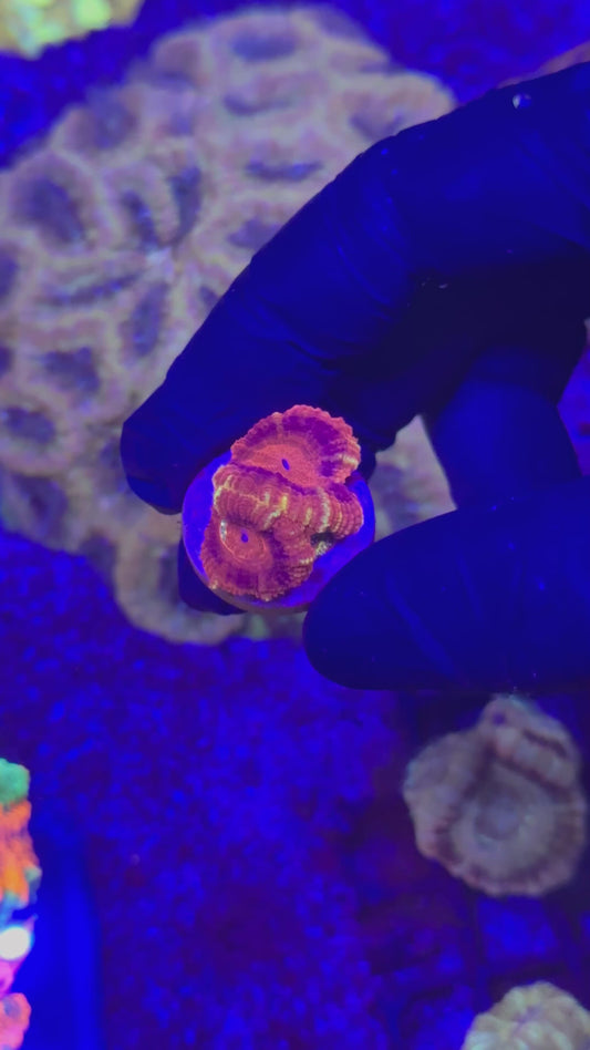 Iron Man Acans (Acanthastrea lordhowensis)