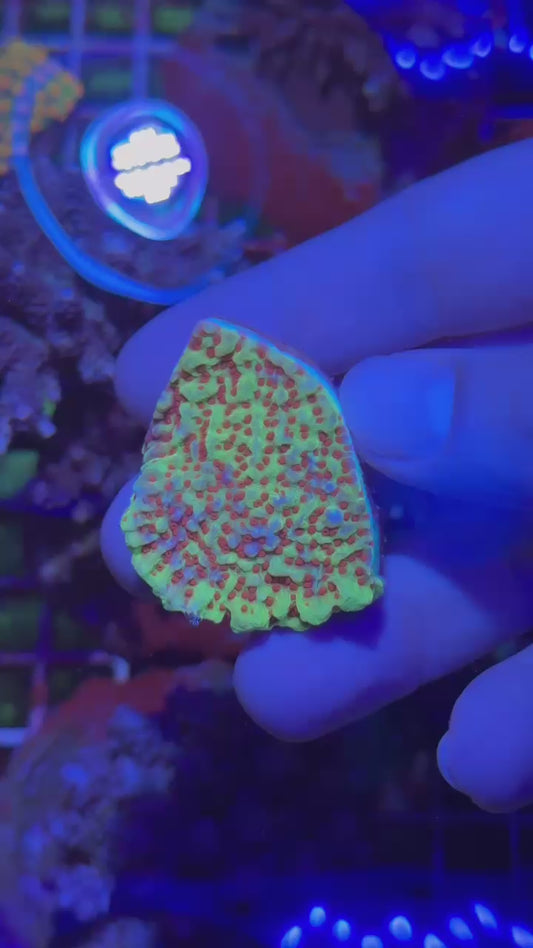 Aquaman monti ( Montipora spp )