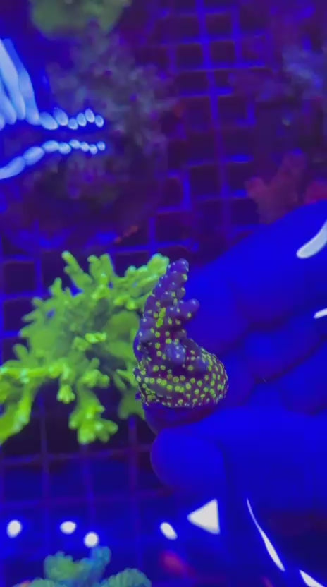 Acropora valida blueberry tricolor