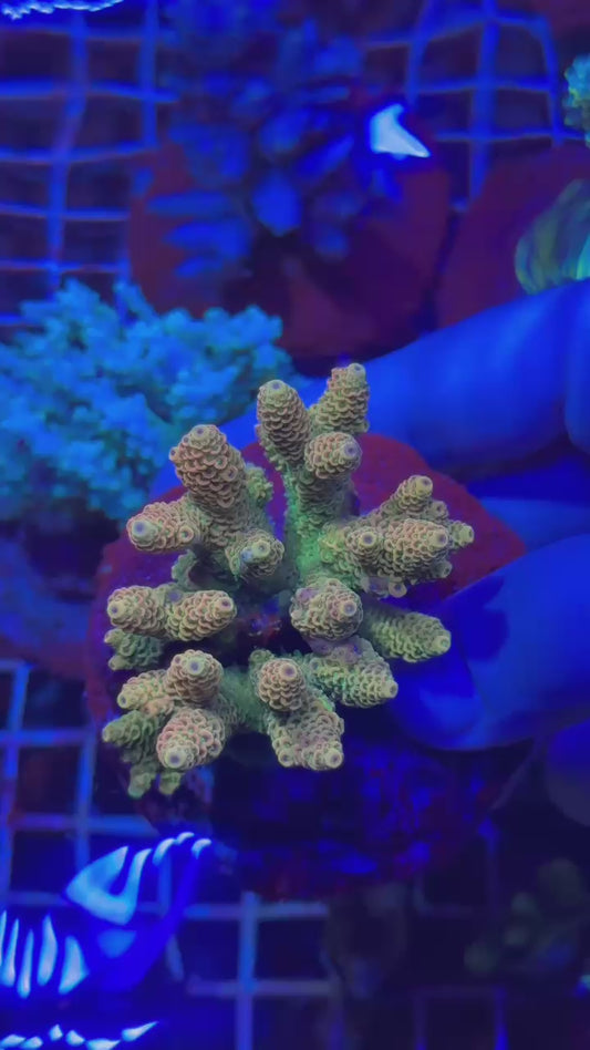 Orange juicy milly colony ( Acropora millepora )