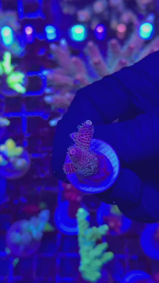 Yeti pink milly frag (Acropora millepora)