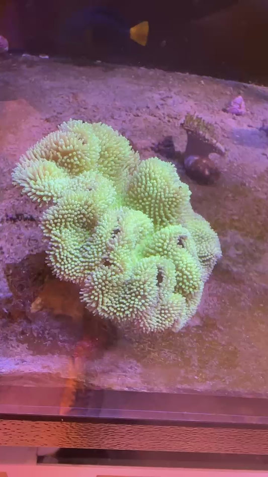 Green Sarcophyton